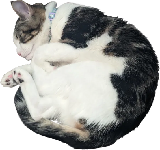 The Bunny, Joe’s cat, curled up asleep